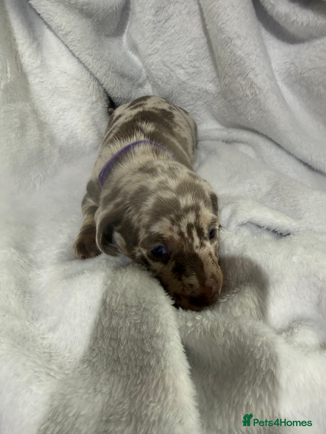 Dachshund dogs for sale: 4 dachshund puppies all females - Advert 6