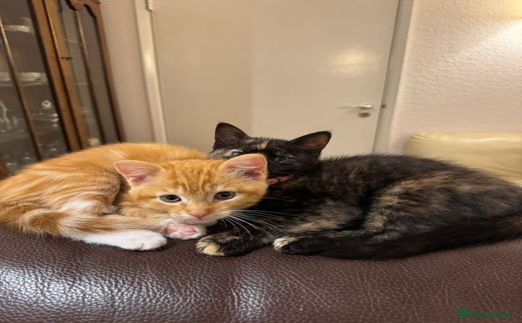 Domestic Shorthair cats - Advert 7