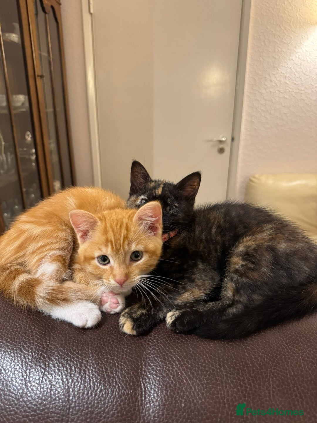 Domestic Shorthair cats for sale: Two gorgeous Domestic shorthair kittens for sale - Image 1
