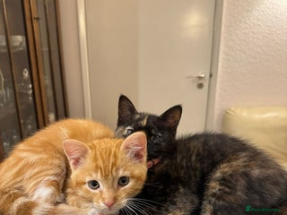 Domestic Shorthair cats - Advert 7