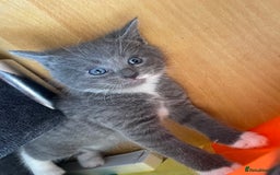 Russian Blue cats for sale: Russian blue x European shorthair mixed - Image 3