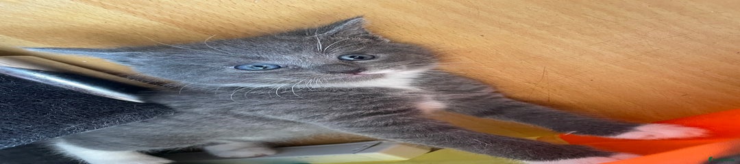 Russian Blue Kitten 2