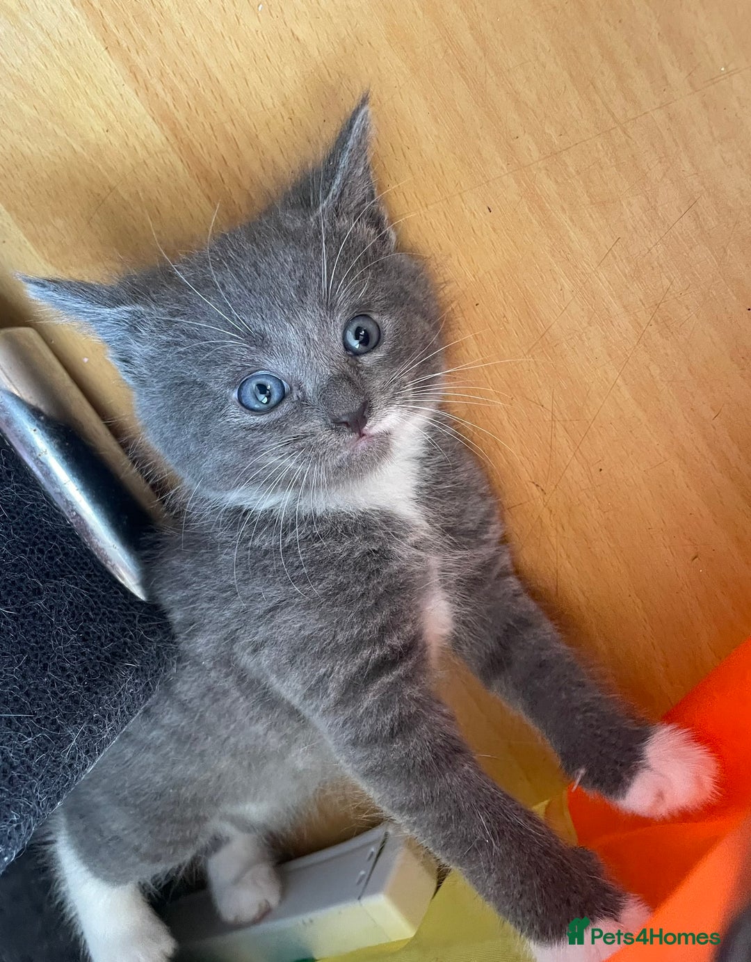 Russian Blue cats for sale: Russian blue x European shorthair mixed - Image 3