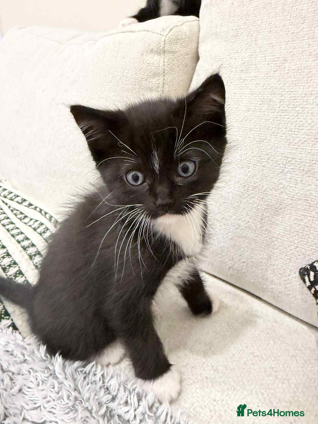 Ragdoll cats for sale: Ragdoll mix  - Advert 9