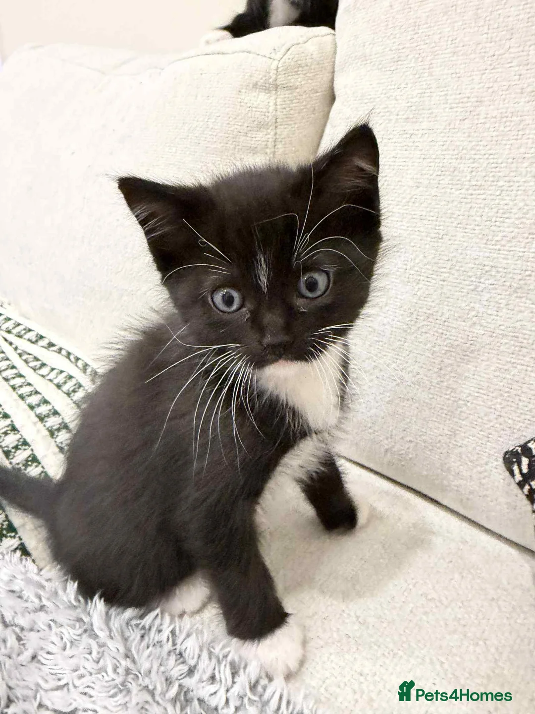 Ragdoll cats for sale: Ragdoll mix  - Advert 9