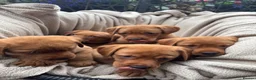 Labrador Retriever dogs for sale: Fox Red Labrador Puppy’s for Sale - Advert 9