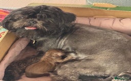 Shihpoo dogs for sale: Ready now Stunning Shihpoo puppies - Image 15