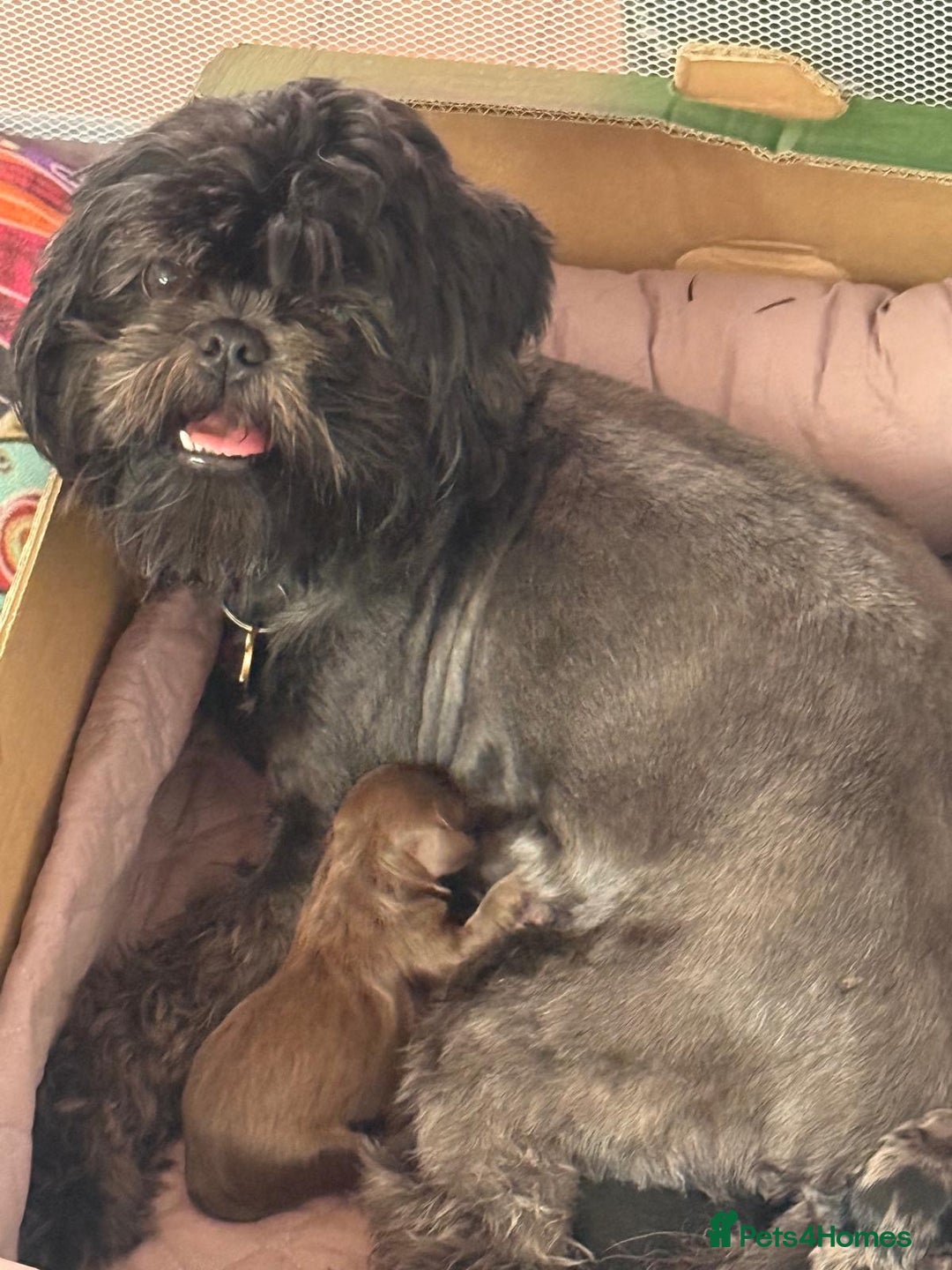 Shihpoo dogs for sale: Ready now Stunning Shihpoo puppies - Image 15