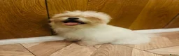 Bichon Frise dogs for sale: BEAUTIFUL puppy for sale (vacc+chip)  🐶 🐕  - Advert 6
