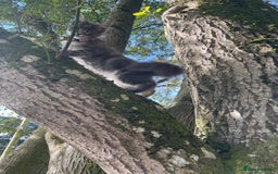 Maine Coon cats for sale: Maine Coon Kittens - Image 6