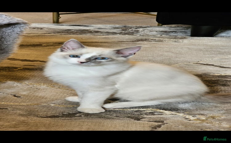 Ragdoll cats - Advert 12