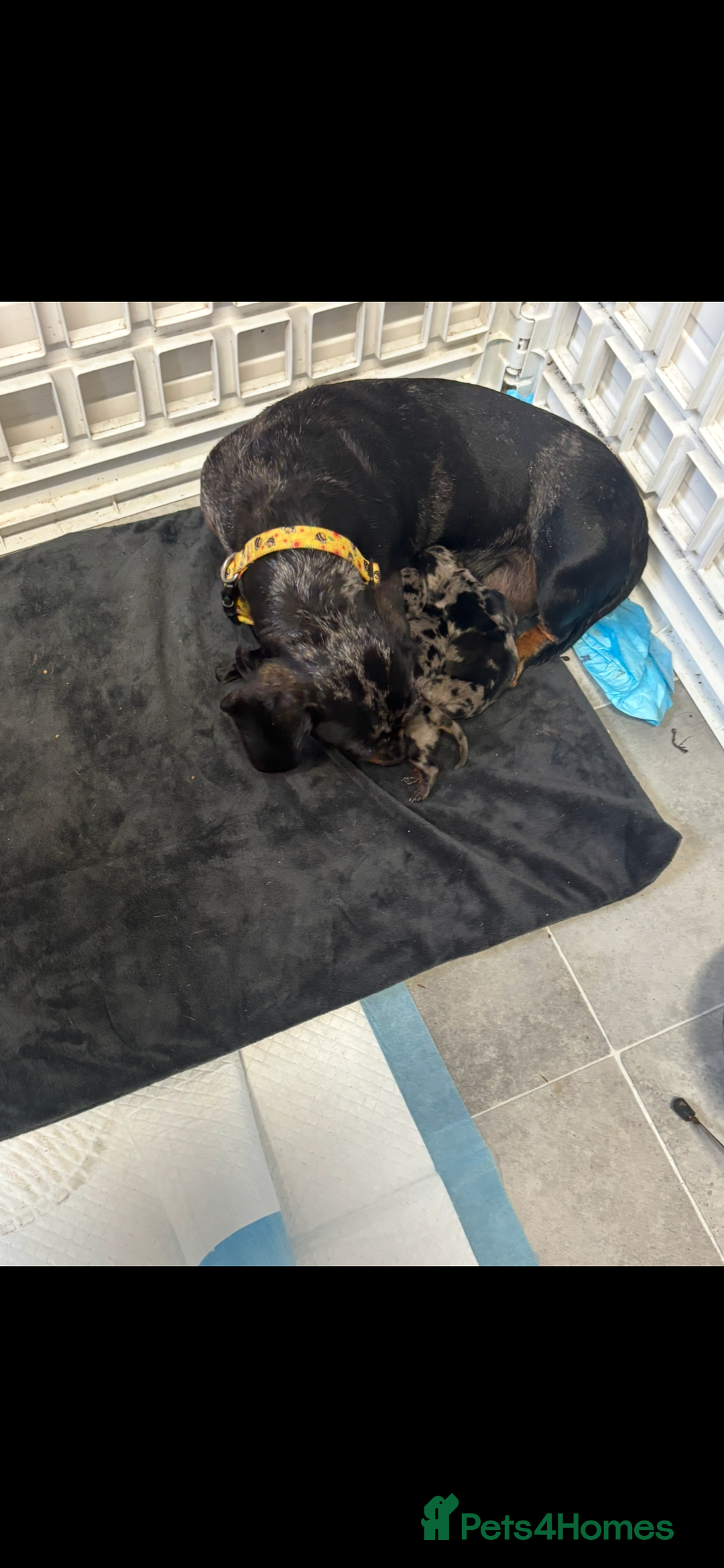 Miniature Dachshund dogs for sale: Beautiful kc registered miniature dachshunds  - Image 7