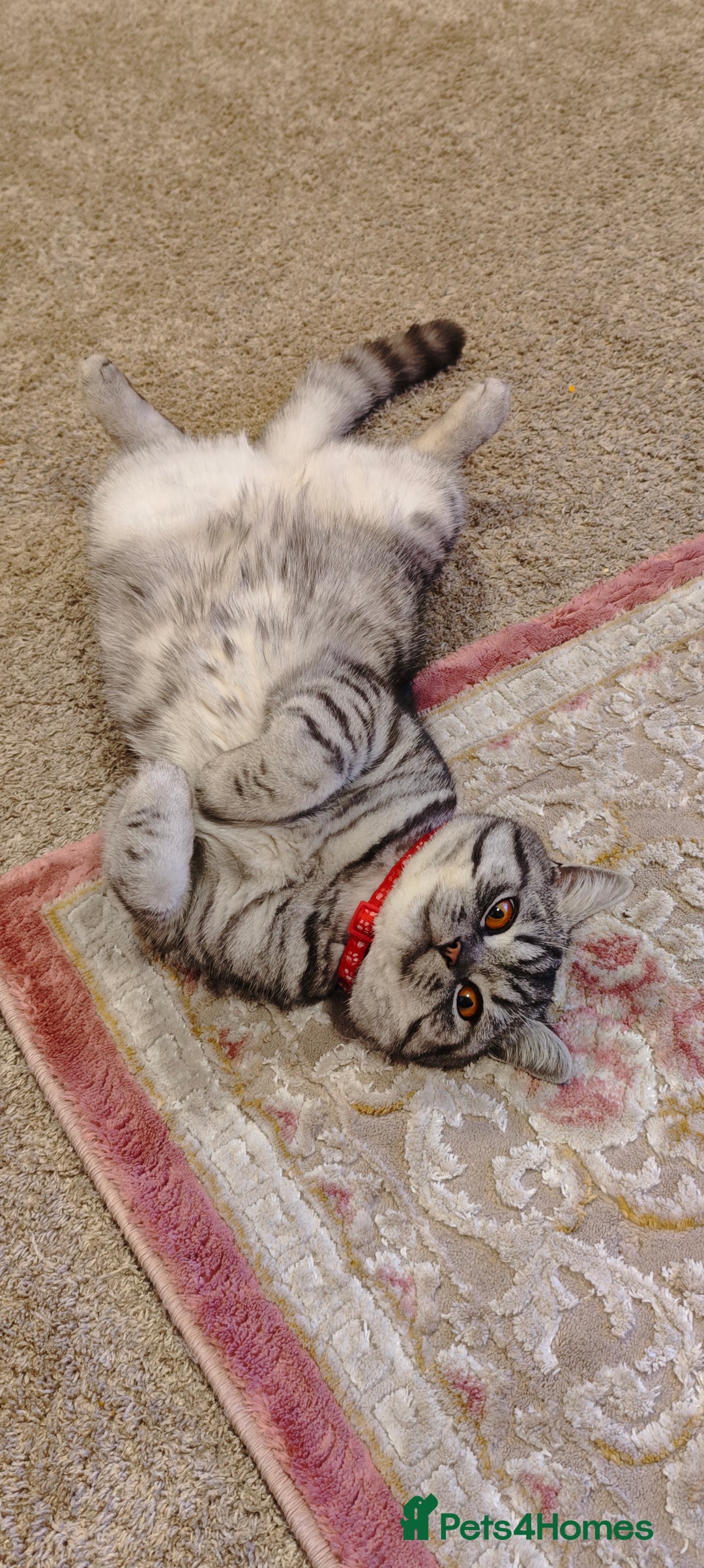 British Shorthair cats for sale: One year old British shorthair - Image 3