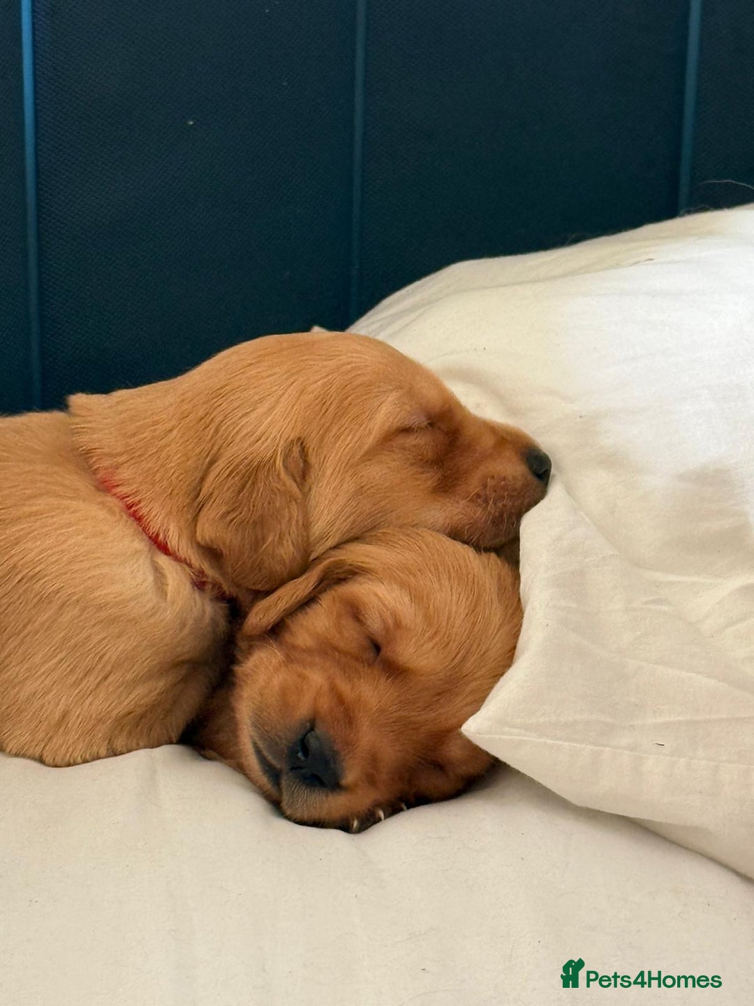Golden Retriever dogs for sale: 🐾 Ready Soon!! KC Golden Retriever Male Puppies - Image 9