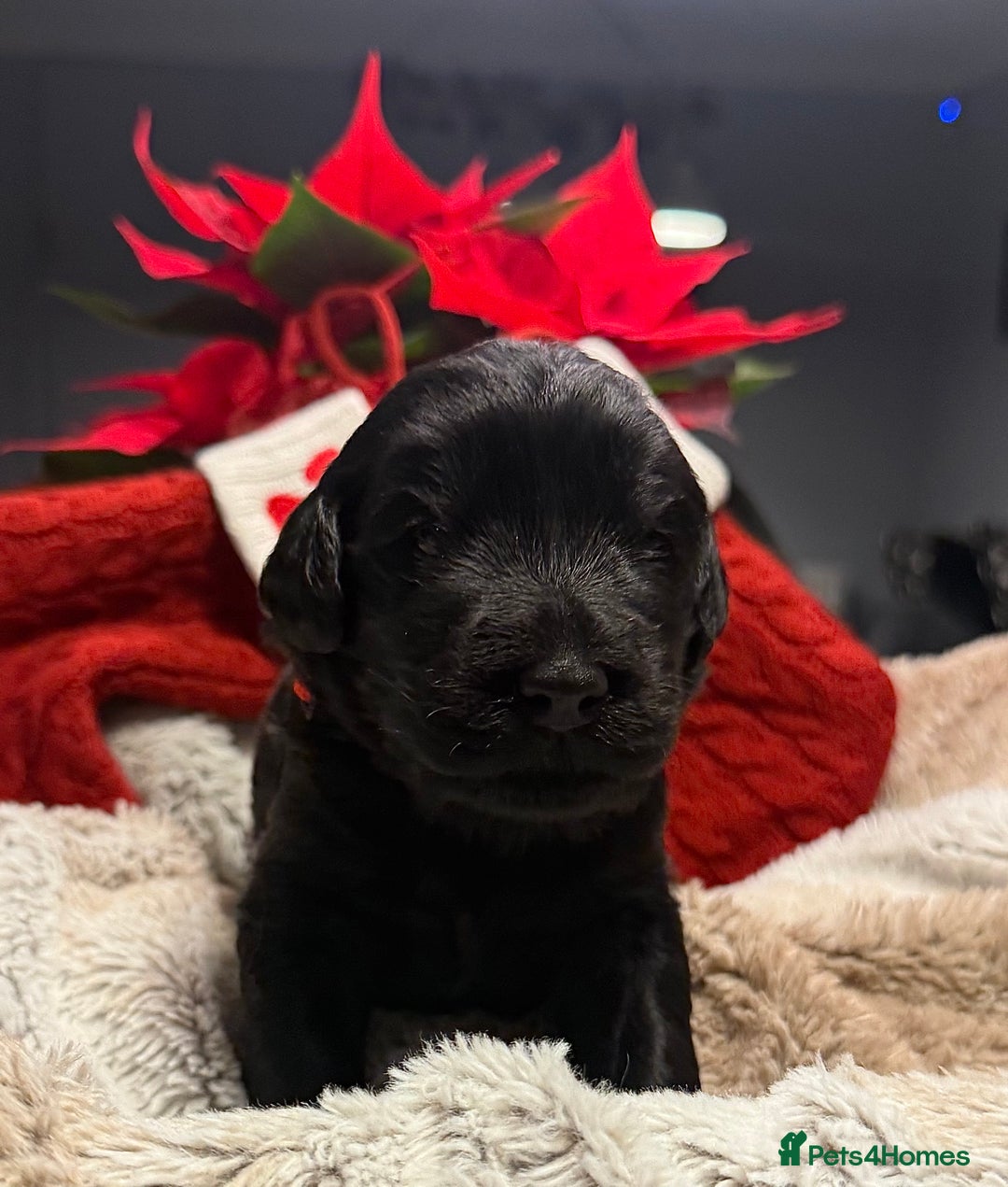 Goldendoodle dogs for sale: Health tested F1 Goldendoodle puppies  - Advert 21