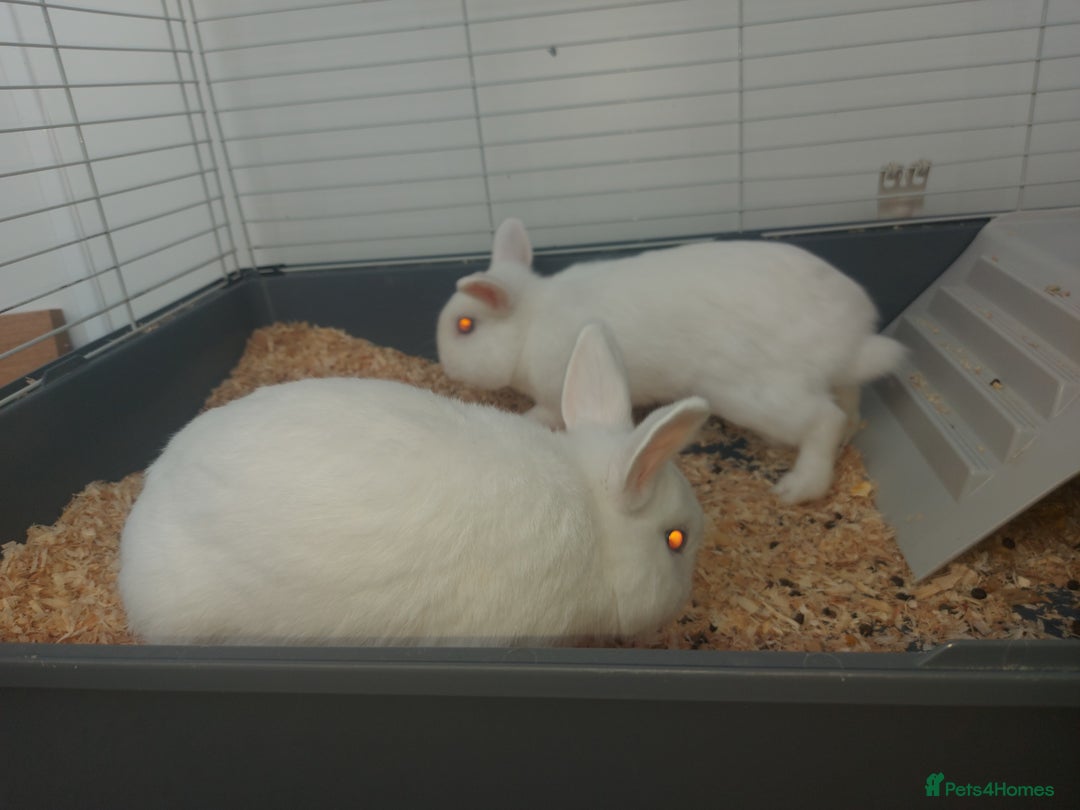Mixed Breed rabbits for sale: Beautiful Blue-Eyed White Rabbits–For Sale - Advert 2