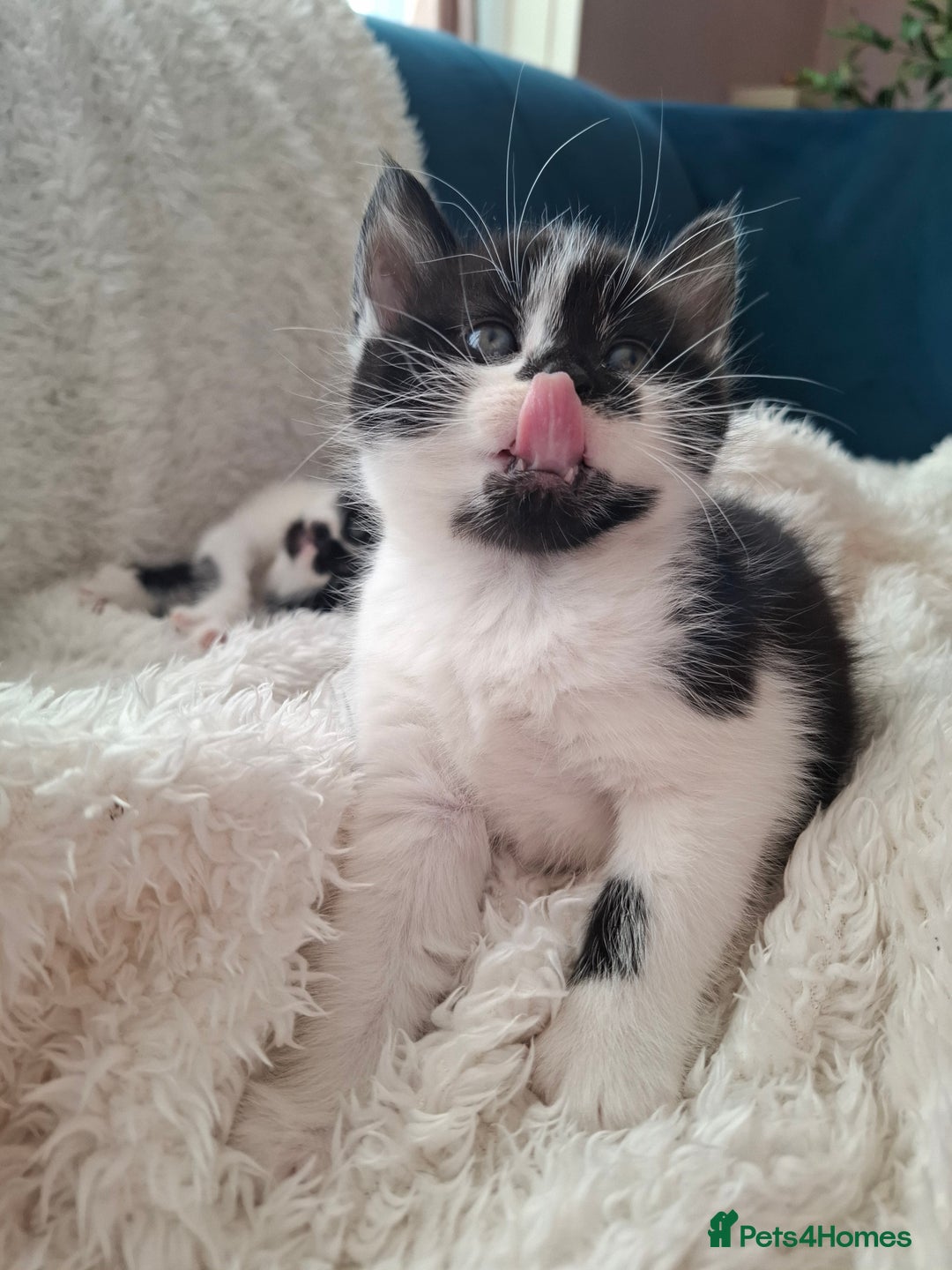 Mixed Breed cats for sale: Tabby/British short hair - Advert 23