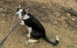 Border Collie dogs for sale: Nala Beautiful, short hair border collie female  - Image 3
