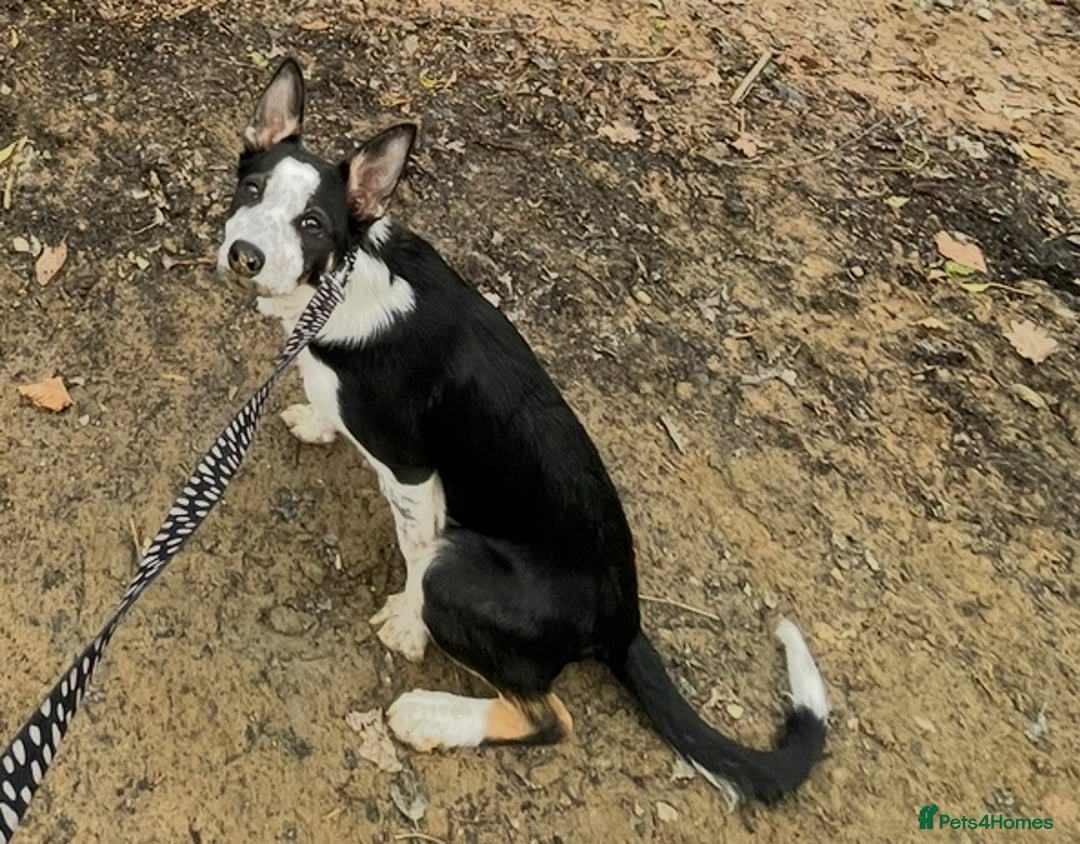 Border Collie dogs for sale: Nala Beautiful, short hair border collie female  - Image 3