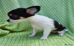 Chihuahua dogs for sale: Amazing Quality Long Coat Chihuahua puppies - Image 23