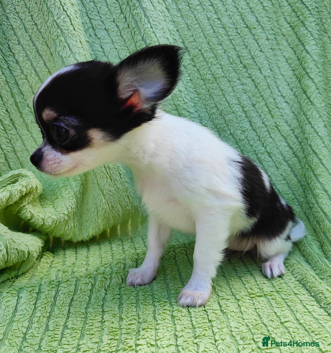 Chihuahua dogs for sale: Amazing Quality Long Coat Chihuahua puppies - Image 23