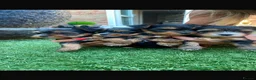 Yorkshire Terrier dogs for sale: Yorkie Biewer - Advert 14