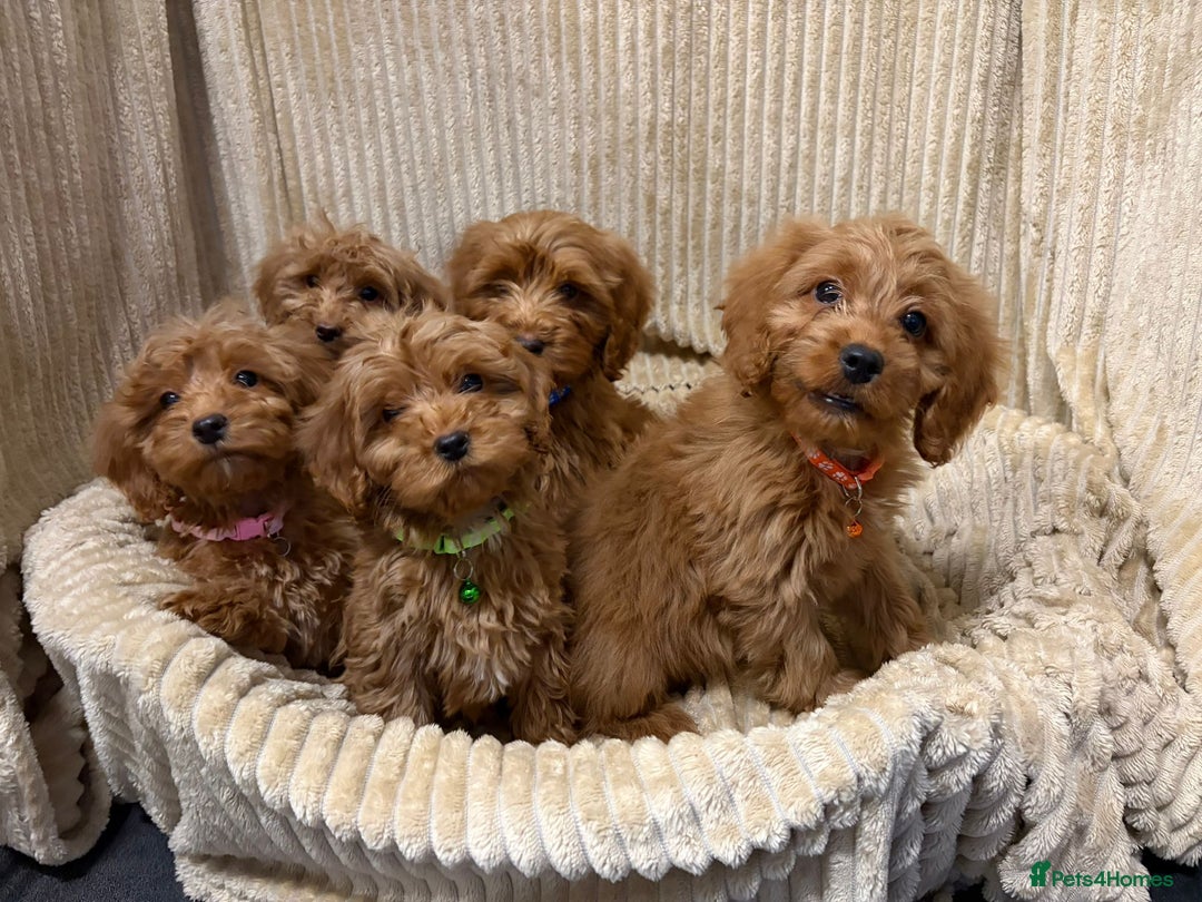 Cockapoo dogs for sale: Red Cockapoo  - Image 3