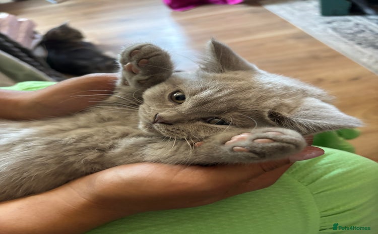 British Shorthair cats - Advert 2