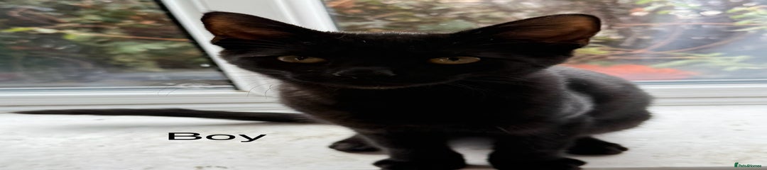 Mixed Breed Kitten 2