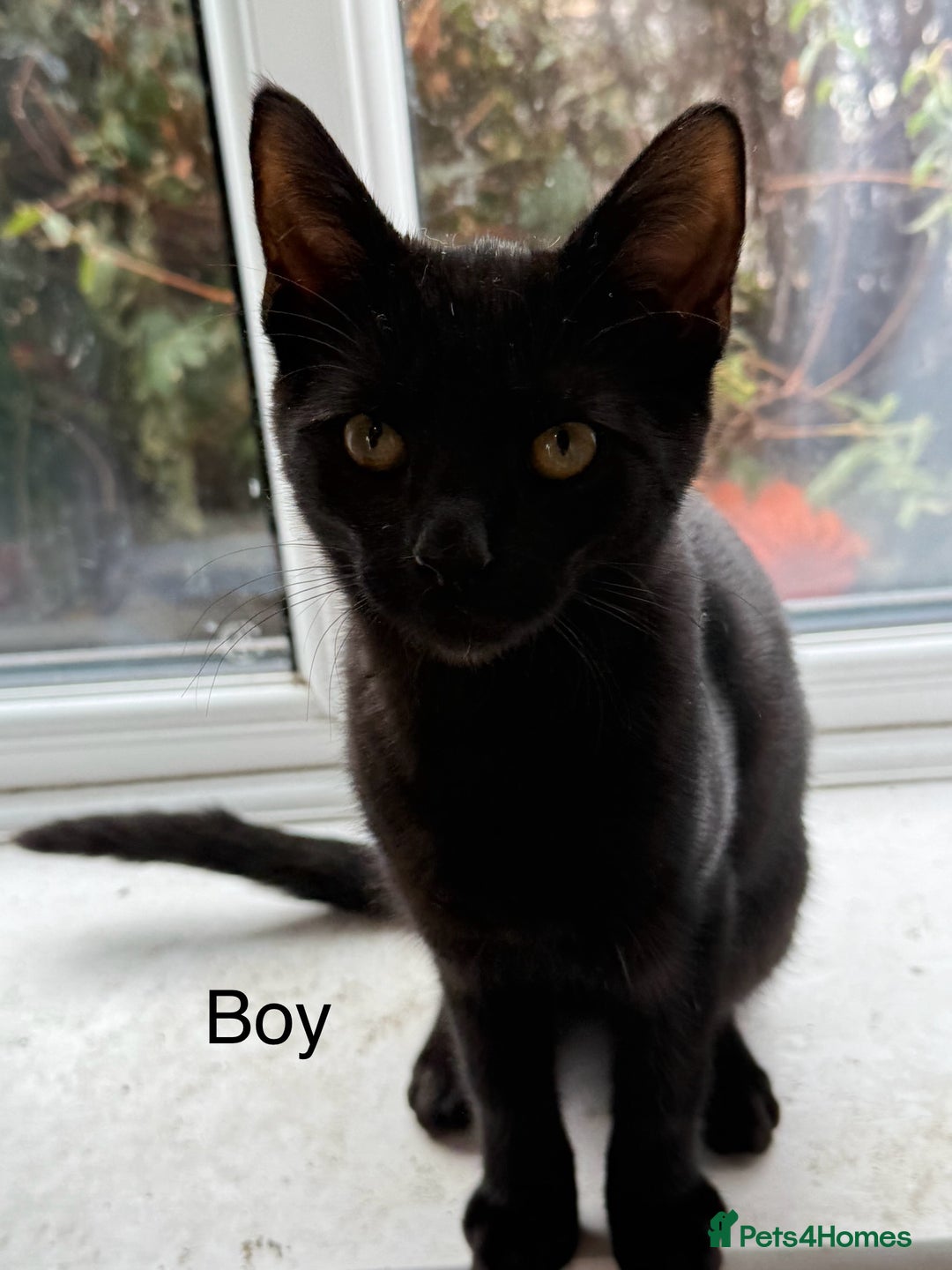 Mixed Breed cats for sale: 7 kittens for sale  - Image 5