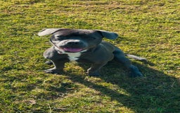 Mixed Breed dogs for sale: Staff cross French bulldog  - Image 2