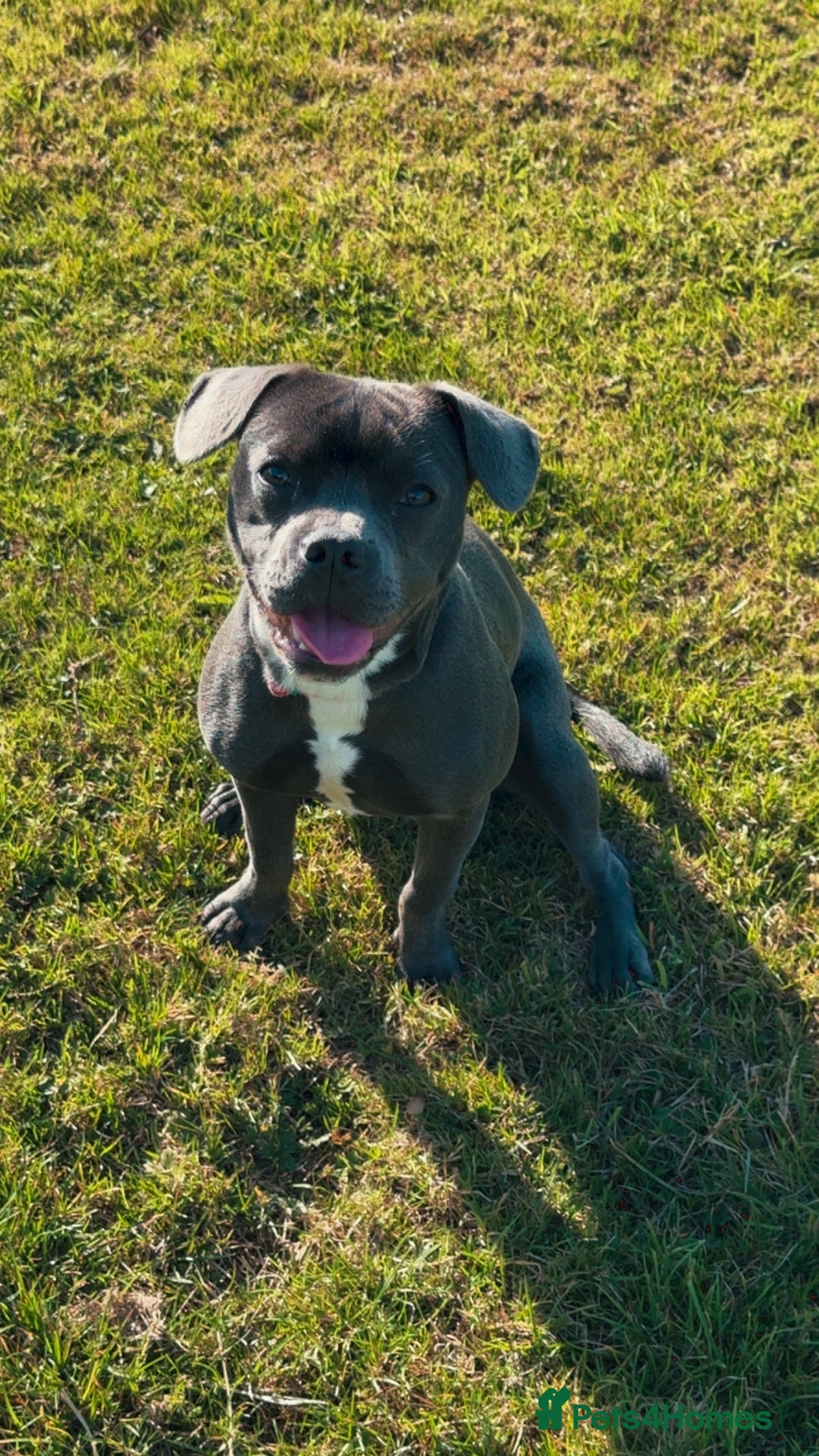 Mixed Breed dogs for sale: Staff cross French bulldog  - Image 2