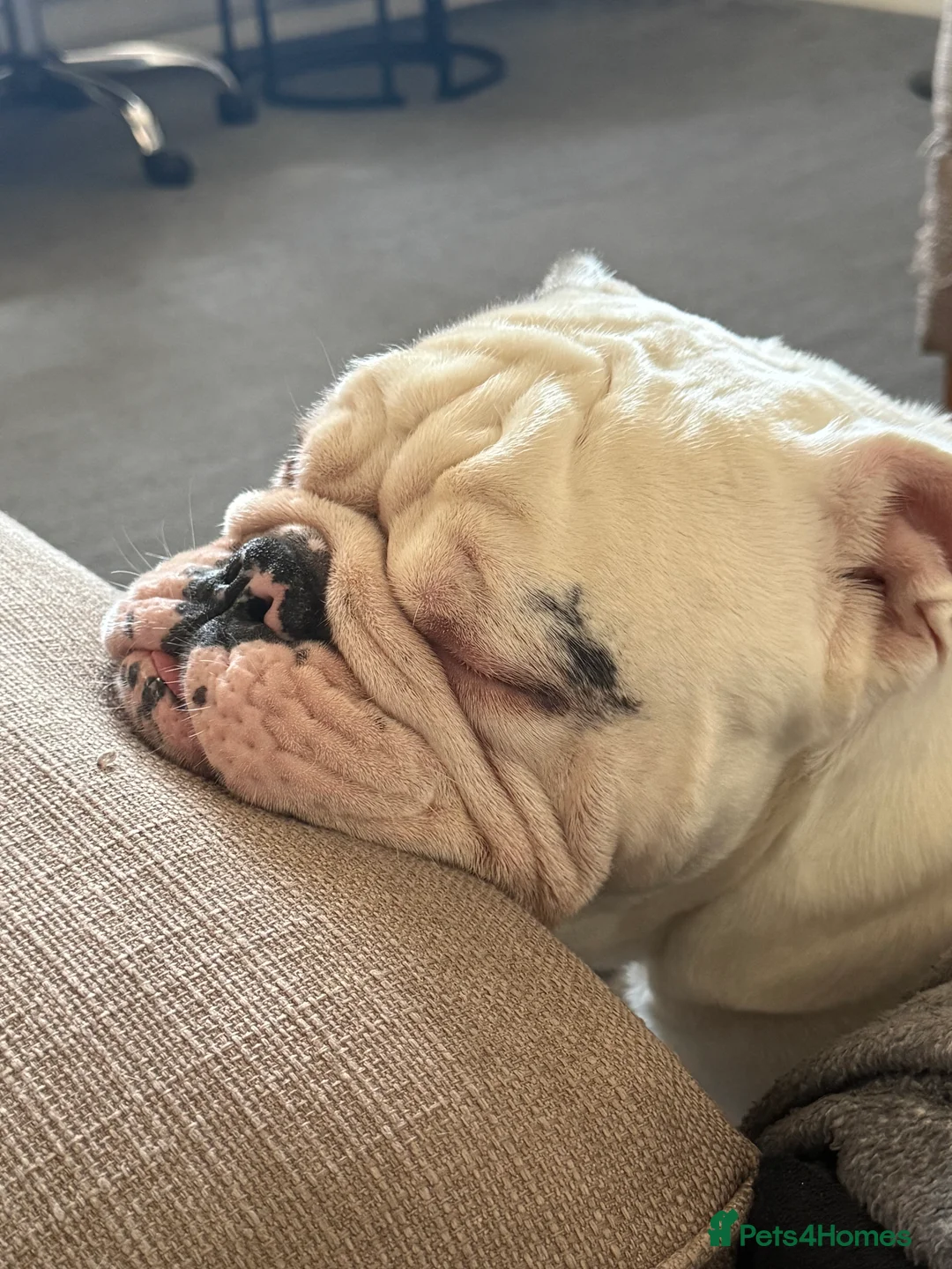 English Bulldog dogs for sale: Reggie looking for 5 star home  - Advert 22