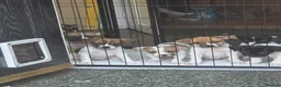 Mixed Breed dogs for sale: French bull dogs cross jack Russell  - Advert 3