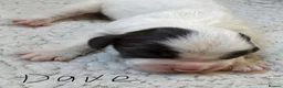 Sprocker dogs for sale: Beautiful Sprocker spaniel pups  - Advert 7