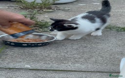 Domestic Shorthair cats for sale: Beautiful Kittens ready for forever home  - Image 2