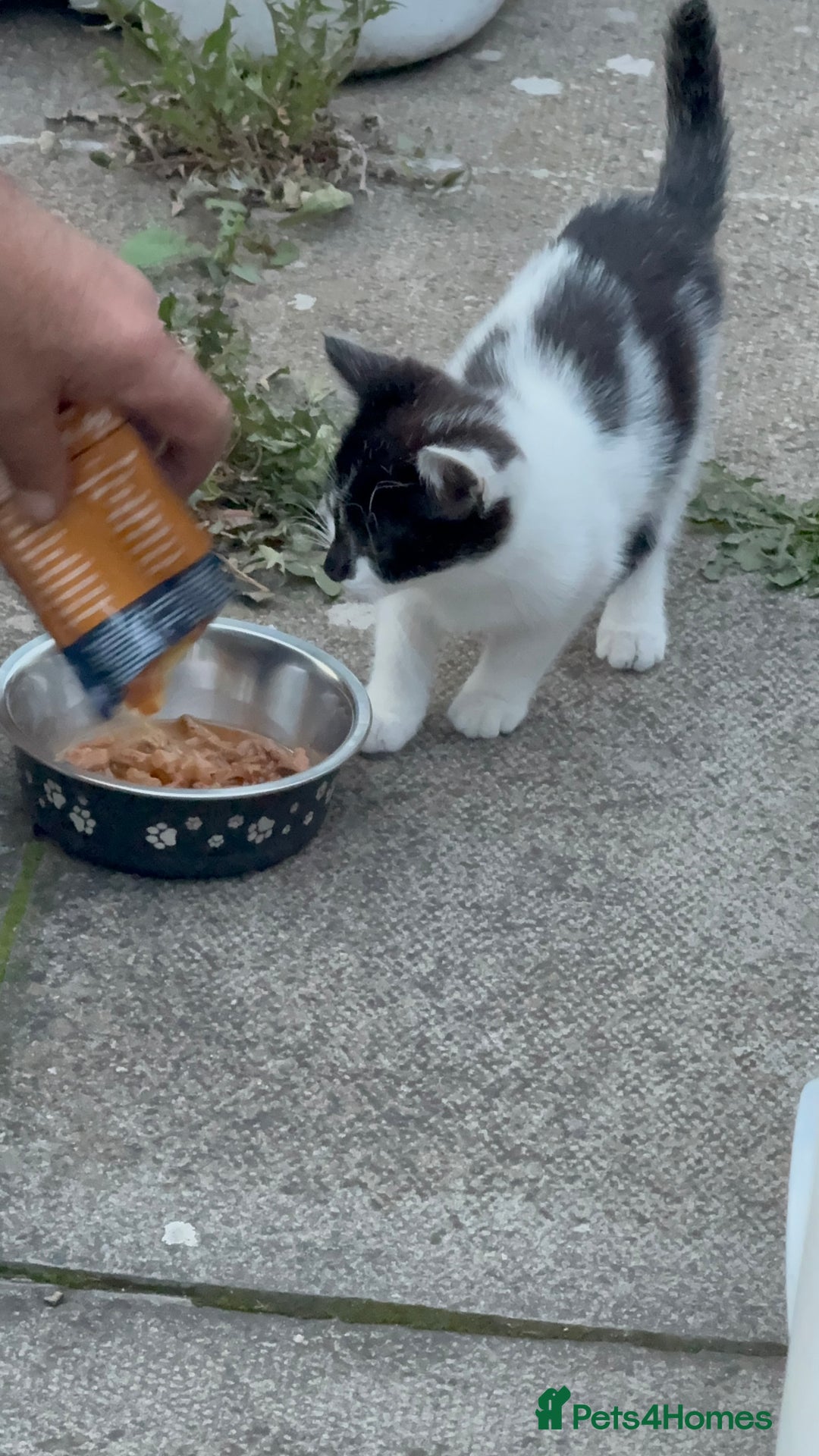 Domestic Shorthair cats for sale: Beautiful Kittens ready for forever home  - Image 2
