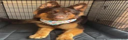 German Shepherd dogs for stud: KC registered Liver & tan stud - Advert 2