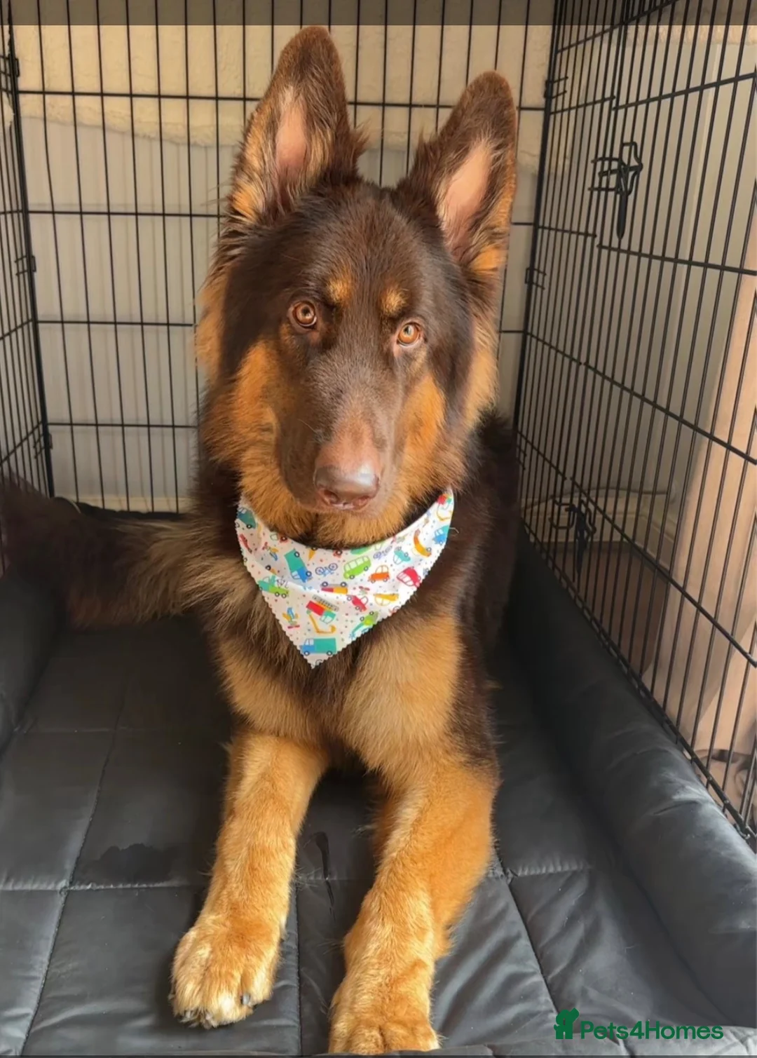 German Shepherd dogs for stud: KC registered Liver & tan stud - Advert 2