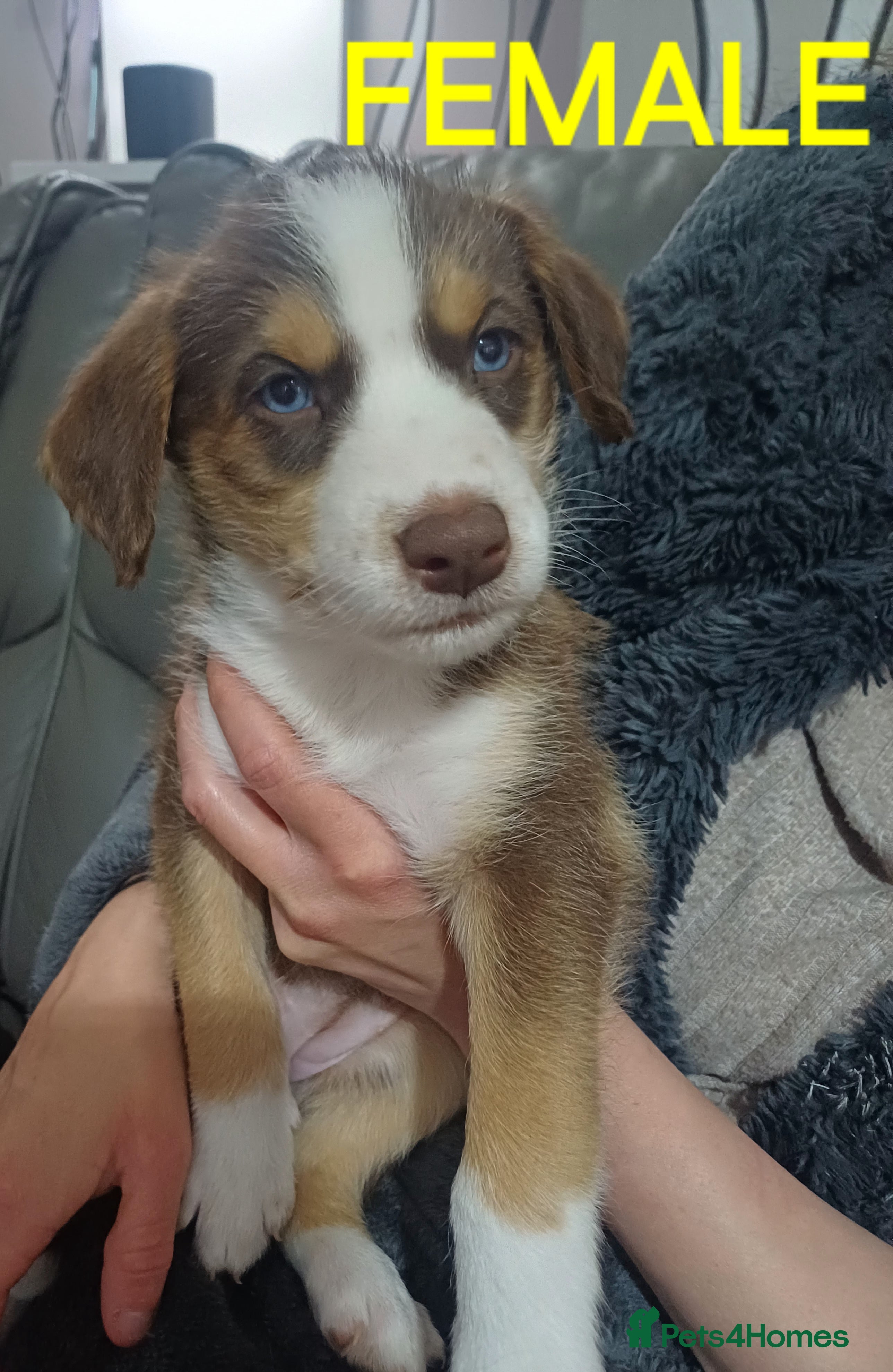 Mixed Breed Puppy 4