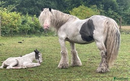 Irish Cob horses for sale: Traditional Cob & Filly Foal at Foot - Image 2
