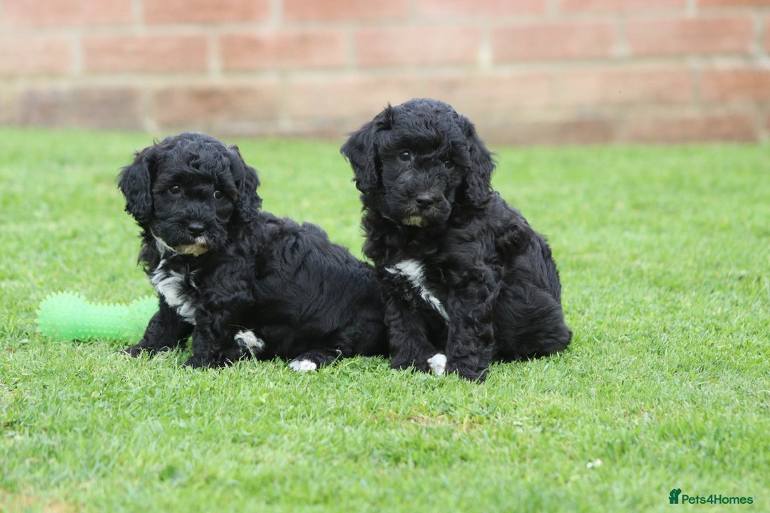 Cavapoochon dogs for sale: Beautiful Cavapoochon puppies for sale - Image 6