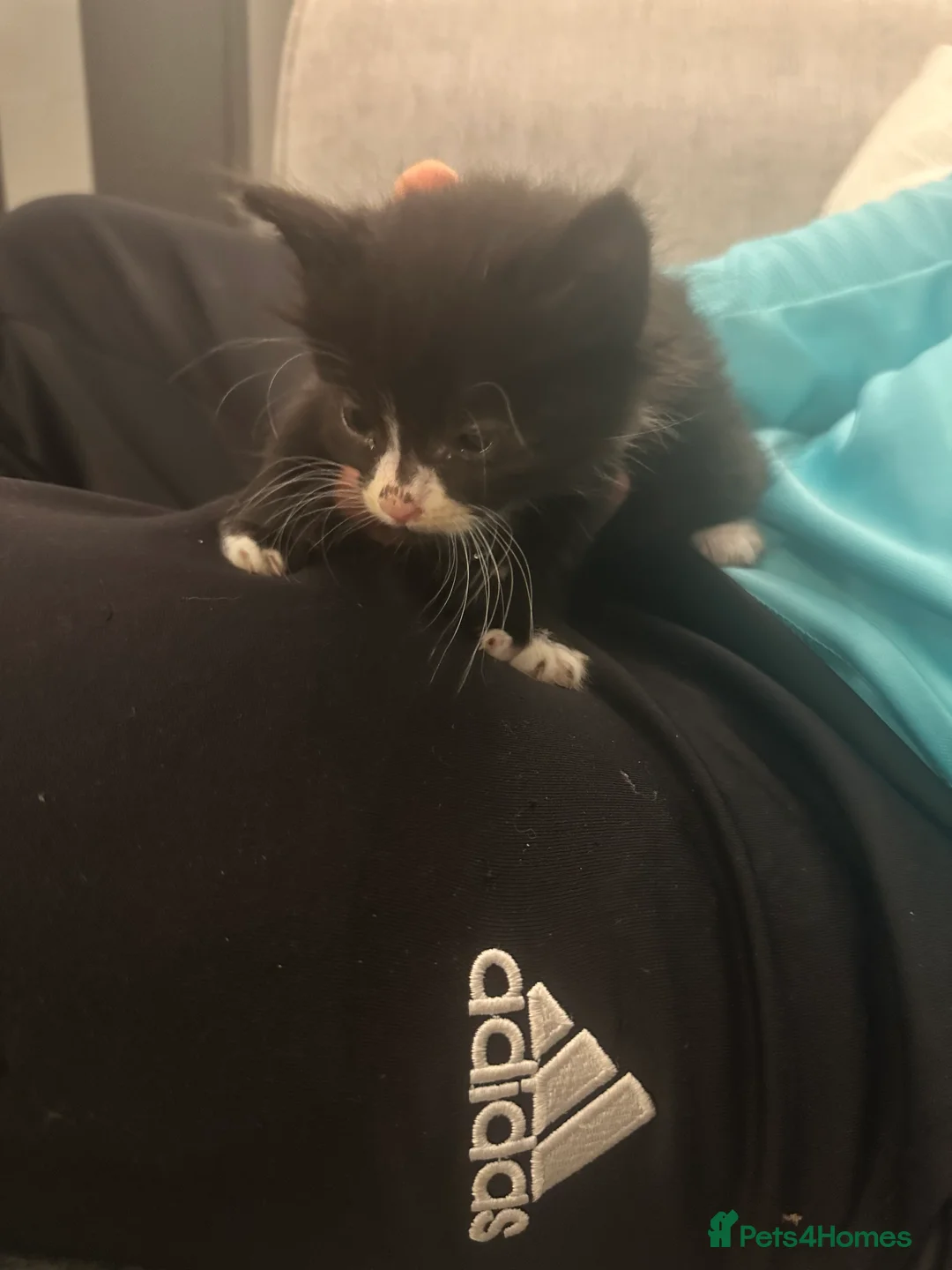 British Shorthair cats for sale: Fluffy black and white kittens  - Advert 2