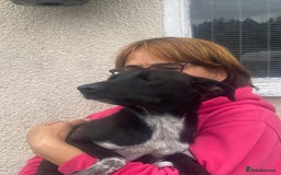 Mixed Breed dogs for adoption: Meet KATIA, a Gentle Little Girl for a Loving Home - Image 7