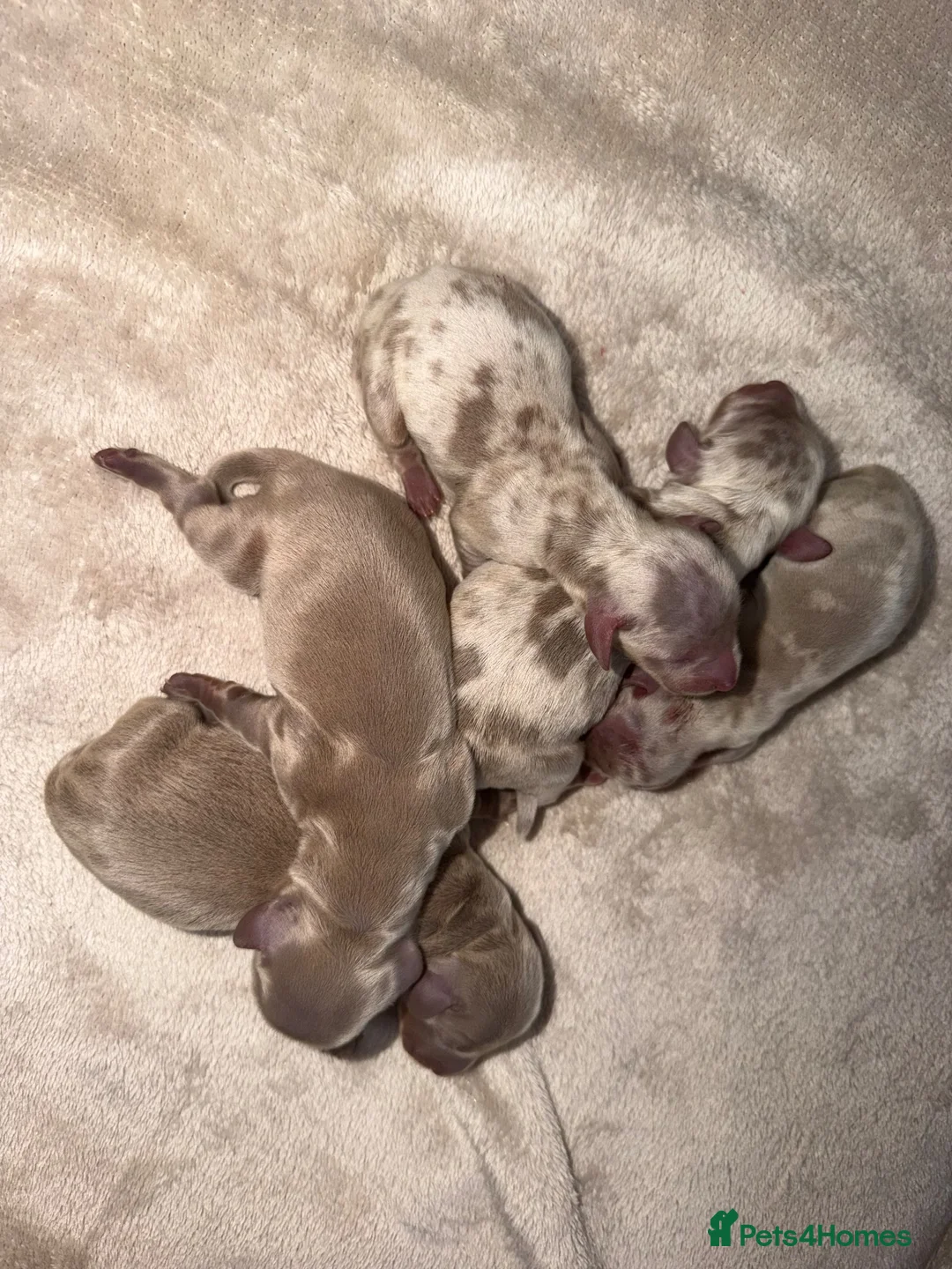 Miniature Dachshund dogs for sale: Miniature dachshund puppies - Advert 1