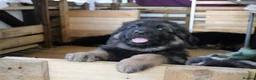 German Shepherd dogs for sale: GermanShepherd puppy’s GSD - Advert 3