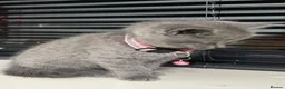 British Shorthair cats for sale: Female  - Advert 8