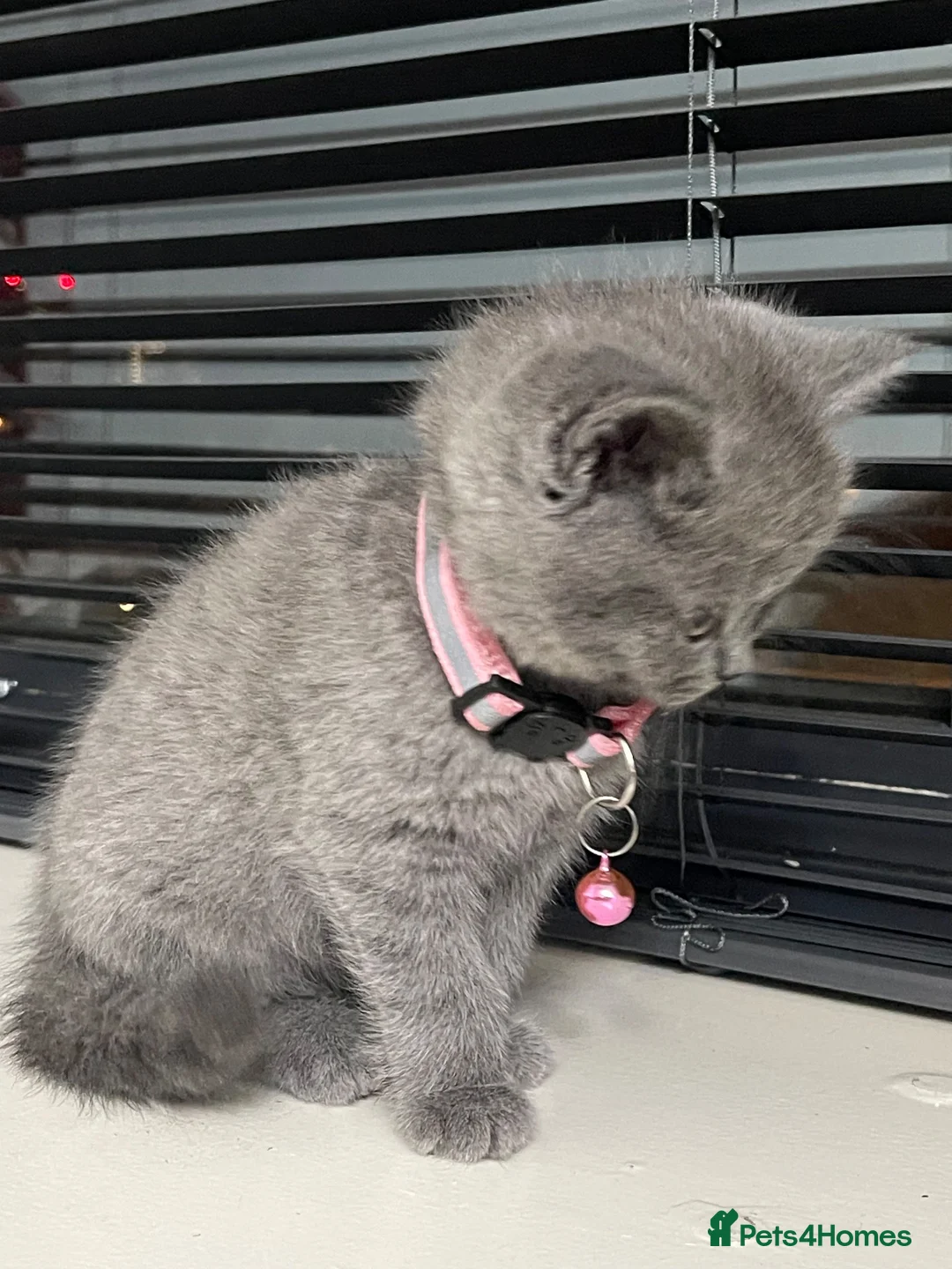 British Shorthair cats for sale: Female  - Advert 8