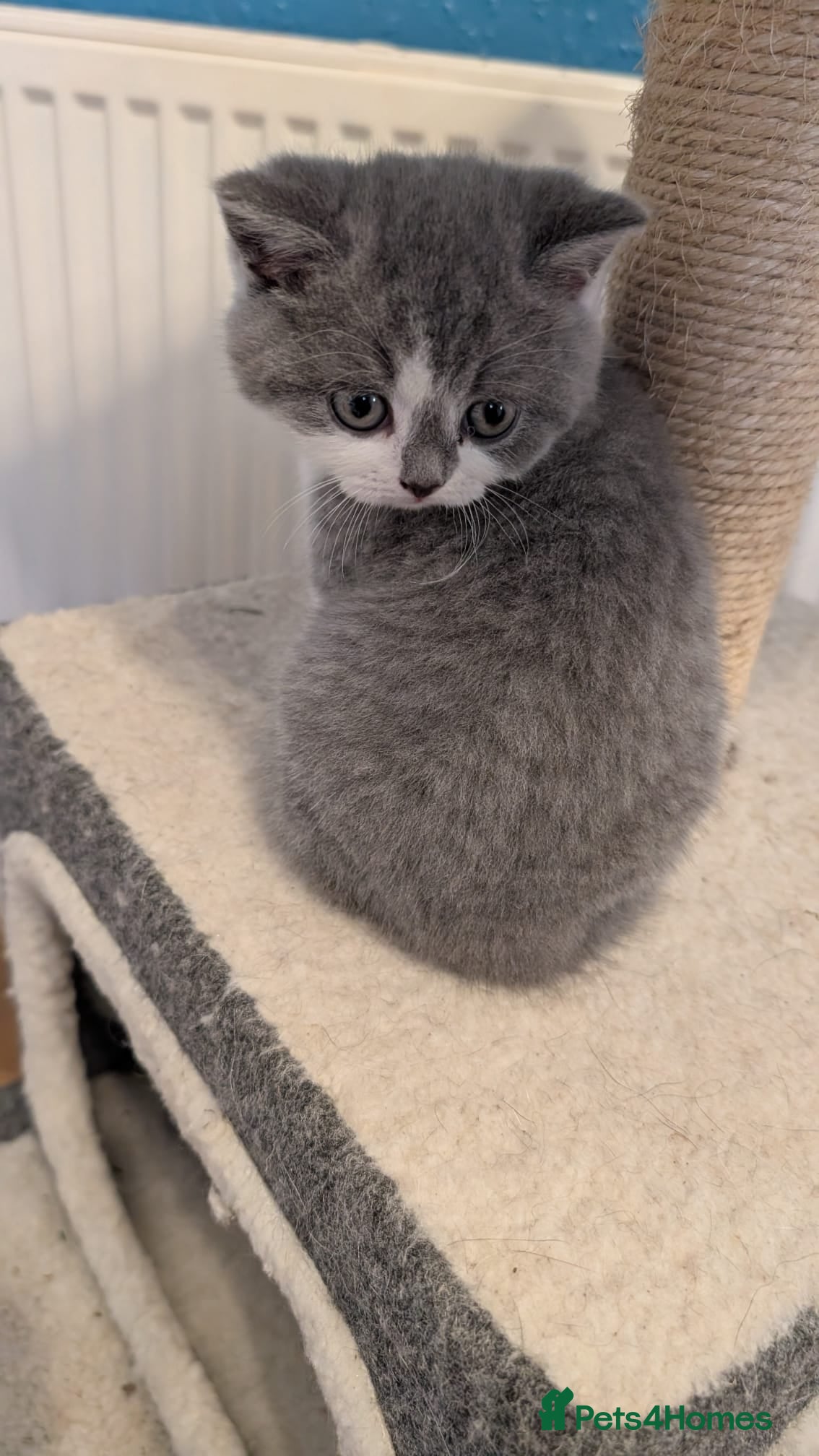 British Shorthair cats Stunning pedigree British short hair kittens  - Advert 18