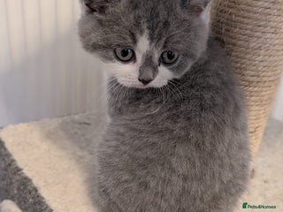 British Shorthair cats Stunning pedigree British short hair kittens - Advert 5